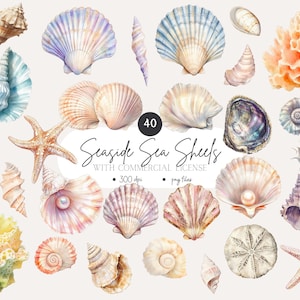 Oceaan zeeschelp clipart, gedetailleerde strand png, strand huwelijksuitnodigingen, digitale kunst voor ambachten, realistische oceaanelementen, scrapbooking, png