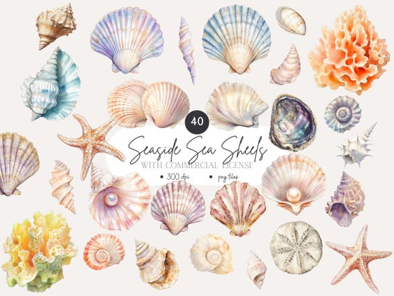Sea Shell Clipart: 40 Realistic Beach PNG Graphics (Digital Art)