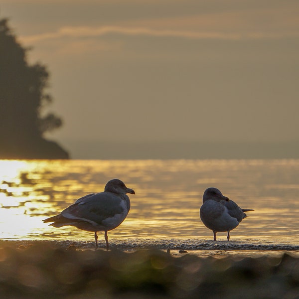 Two love birds on a Pacific Northwest beach at sunset