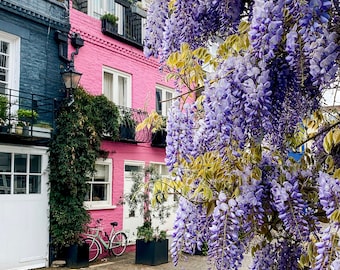 Wisteria in Notting Hill London