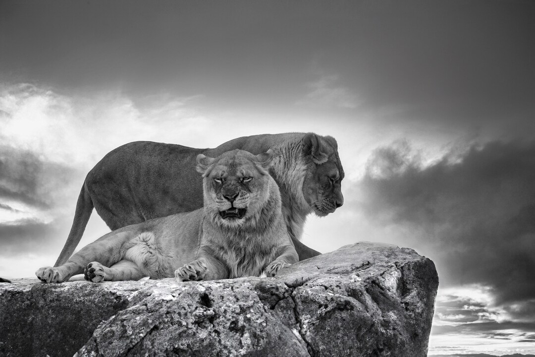 Lion and Lionesses Print, Wall Decor, Wildlife Animals Print, Black and ...