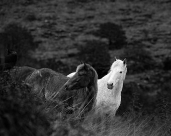 The Highland Monarch Horse Print, Black and White Horse Wall decor Print, European Mountain Horse Print, Wild Horses Prints,Gift for her/him