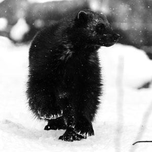 X-MEN WINTER SPRINT Wolverine print, Wolverine wall print, Black and white photography prints, Wolverine Print, Wolverine wall art