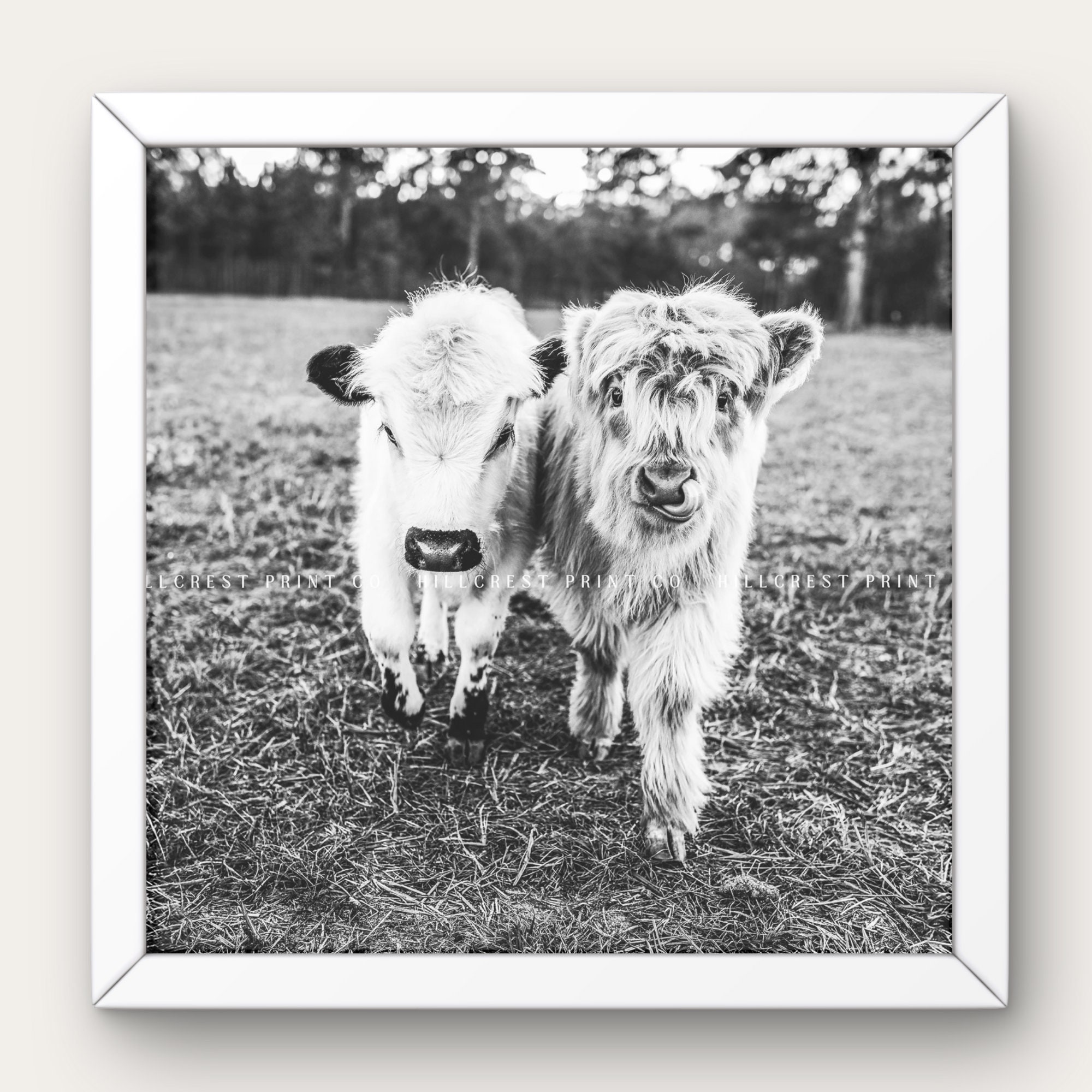 Mini Highland Cows Printable | Mini Cow Wall Art | Mini Highpark | Cow ...