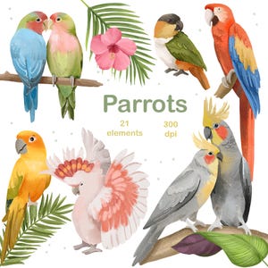 Watercolor Parrots Clipart PNG: Tropical Bird & Leaves (Digital Download)