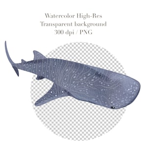 May include: Watercolor illustration of a blue whale shark with white spots and a light blue background. The shark is swimming towards the right side of the image.