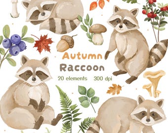 Watercolor Raccoon Clipart PNG, Fall Forest Animal Illustrations, Digital Download