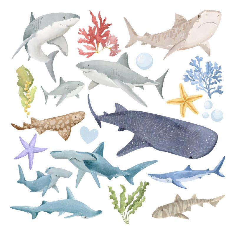 Watercolor Sharks Clipart: Marine Ocean PNG Graphics, Sea Life (Digital Download image 2
