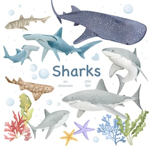 Watercolor Sharks Clipart: Marine Ocean PNG Graphics, Sea Life (Digital Download