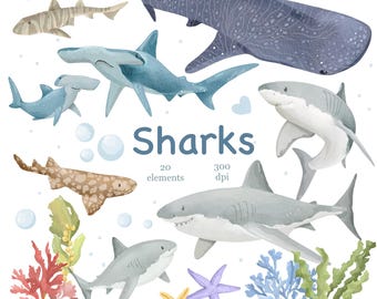 Watercolor Sharks Clipart: Marine Ocean PNG Graphics, Sea Life (Digital Download