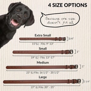 May include: Brown leather dog collars in four sizes: Extra Small (15" long), Small (19" long), Medium (23" long), and Large (27" long). Each collar has a metal buckle. A black dog is in the background.
