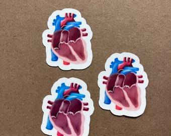 One Small anatomical heart Vinyl Sticker | Nurse sticker | Nursing stickers | nursing student stickers | RN | LPA | Health science stickers
