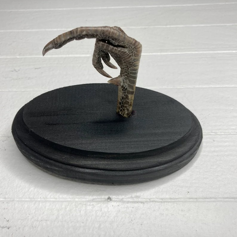 Taxidermy Middle Finger THE BIRD Pheasant Black Wood Wall Plaque Etsy