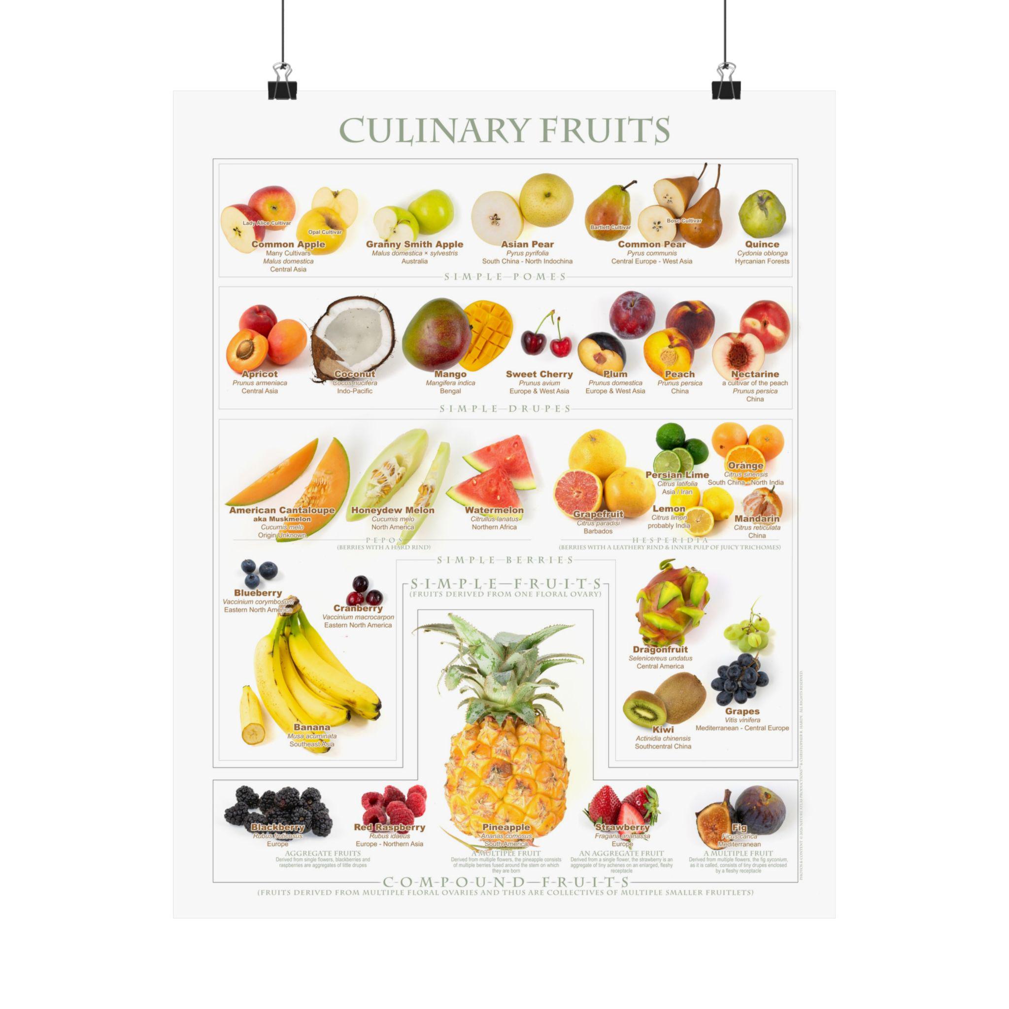 Culinary Fruits Chart | Matte Vertical Print / Poster - Etsy