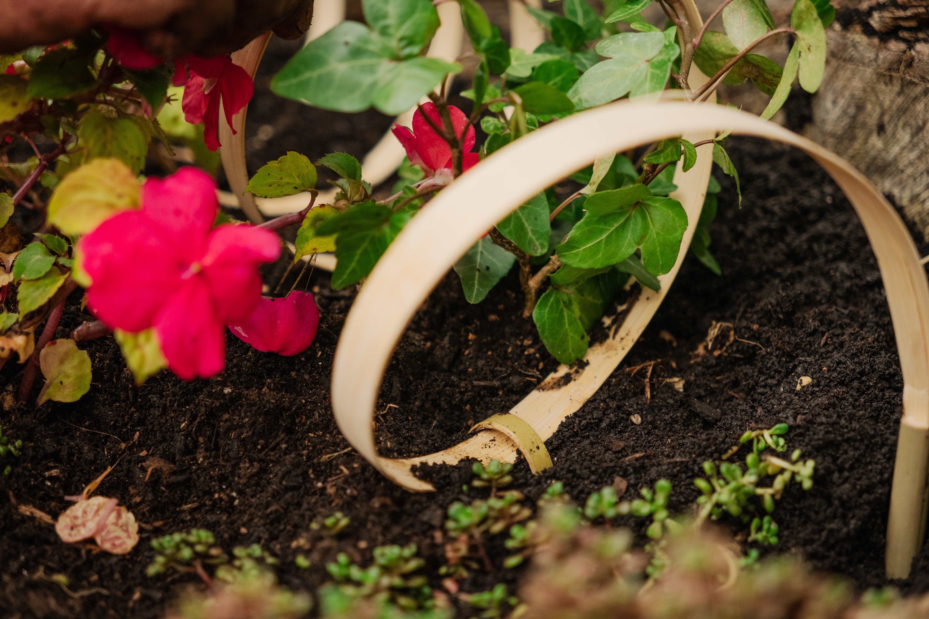 15 Units Catrepellent Protect Your Flowerbeds and Veggie Patches From