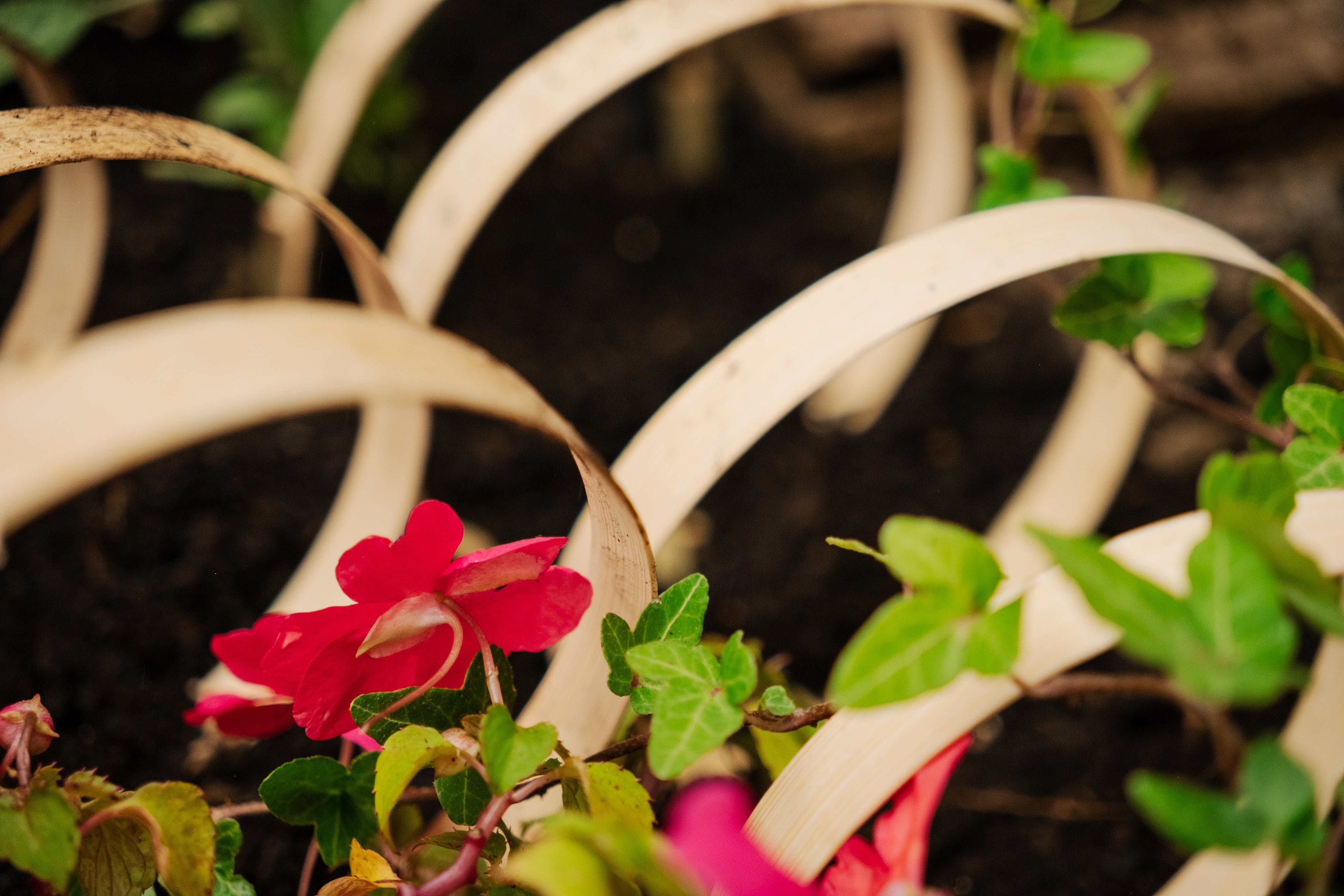 15 Units Catrepellent Protect Your Flowerbeds and Veggie Patches From