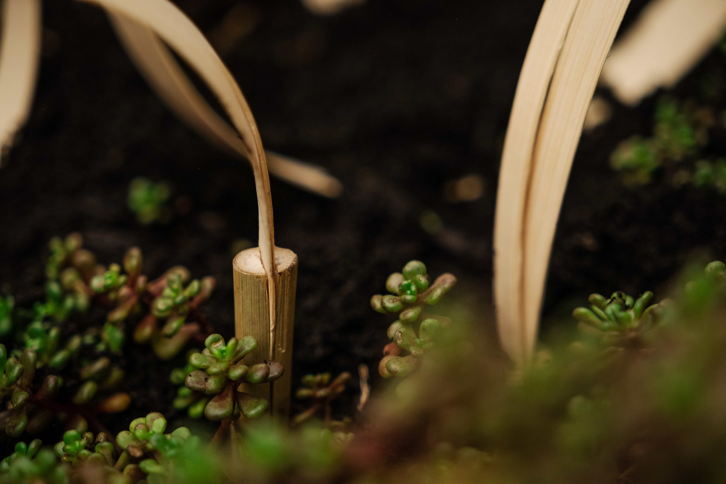 15 Units Catrepellent Protect Your Flowerbeds and Veggie Patches From