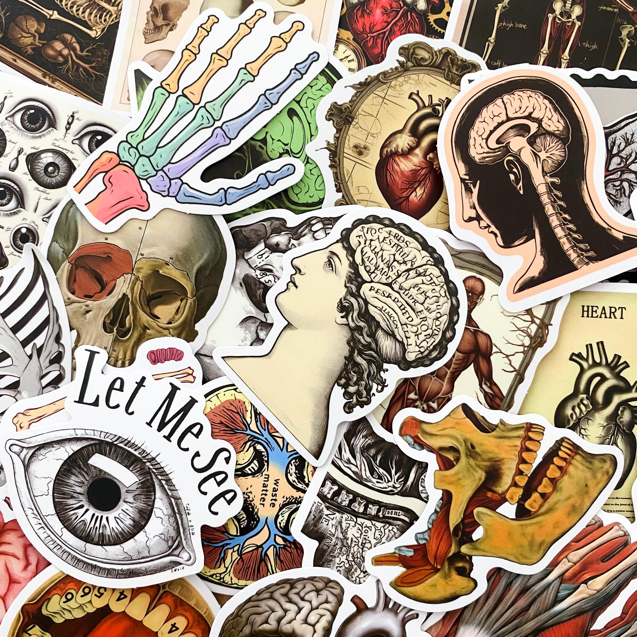 Sticker Humen 50pcs Anatomy Stickers Pack, Human Organ Stickers, Medical Illustration ...