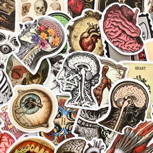 Pack de 50 autocollants anatomiques, autocollants d'organes humains, autocollants d'illustration médicale, autocollants imperméables pour scrapbooking, journal, Kindle, ordinateur portable