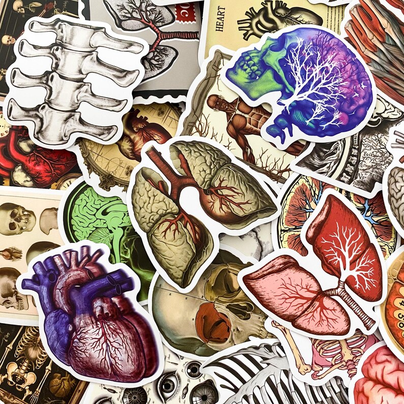 50pcs Anatomy Stickers Pack, Human Organ Stickers, Medical Illustration ...
