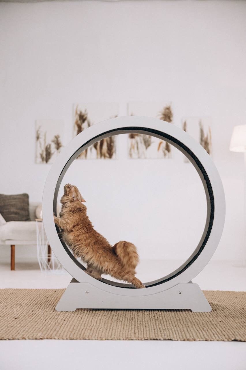 Cheap cat clearance wheel