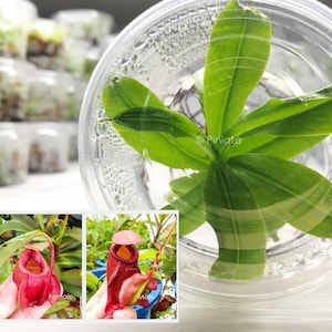Nepenthes TC, Tissue Cultured from Seed, Mira var Globosa, Carnivorous Plant, Exotic Plant, Tropical Pitcher Plant, Piniata Nepenthes PIN024