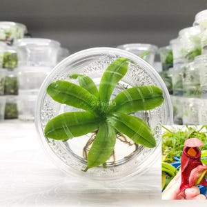Nepenthes TC, Nepenthes Tissue Cultured From Seed, Hybrid, Carnivorous Plant, Exotic Plant, Tropical Pitcher Plant, Piniata Nepenthes PIN033