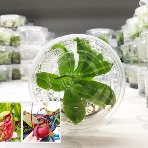 Nepenthes TC, Nepenthes Tissue Cultured From Seed, Hybrid, Carnivorous Plant, Exotic Plant, Tropical Pitcher Plant, Piniata Nepenthes PIN044
