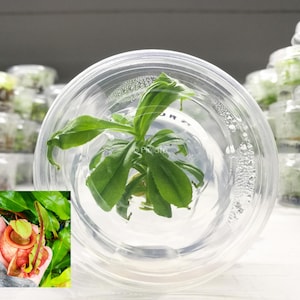 Nepenthes TC, Tissue Cultured From Seed, Mira var Globosa, Carnivorous Plant, Exotic Plant, Tropical Pitcher Plant, Pinata Carnivore PIN018