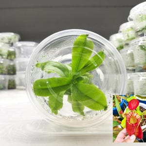 Nepenthes TC, Nepenthes Tissue Cultured From Seed, Hybrid, Carnivorous Plant, Exotic Plant, Tropical Pitcher Plant, Piniata Nepenthes PIN023