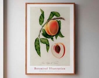 vintage Botanical Print - Home Wall Art Botanical Poster Science Print Science Poster TNF Art Reproduction-Fruit, agrume