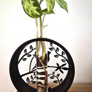 Puede incluir: Un jarrón de propagación de vidrio transparente con un marco decorativo negro y circular. El marco presenta un diseño recortado de un pájaro y ramas con hojas. El jarrón contiene una planta con hojas verdes y amarillas. El jarrón está sobre una superficie de madera.