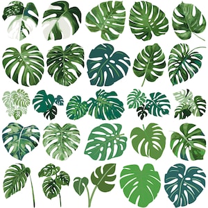 May include: A collection of 25 green and white tropical leaves, including monstera, palm, and philodendron, isolated on a white background.