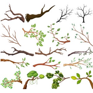 Puede incluir: Una colección de 15 ramas de árboles diferentes con y sin hojas. Algunas ramas están desnudas, mientras que otras tienen hojas verdes. Las ramas están aisladas sobre un fondo blanco.