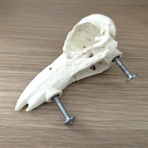 Replica della maniglia della porta con teschio di corvo