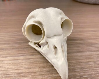 Artificial Barred Owl Skull Animal Bones Halloween Taxidermy