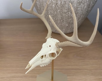 Miniatur Replica Reh & Geweih Schädel Display Kopfschmuck