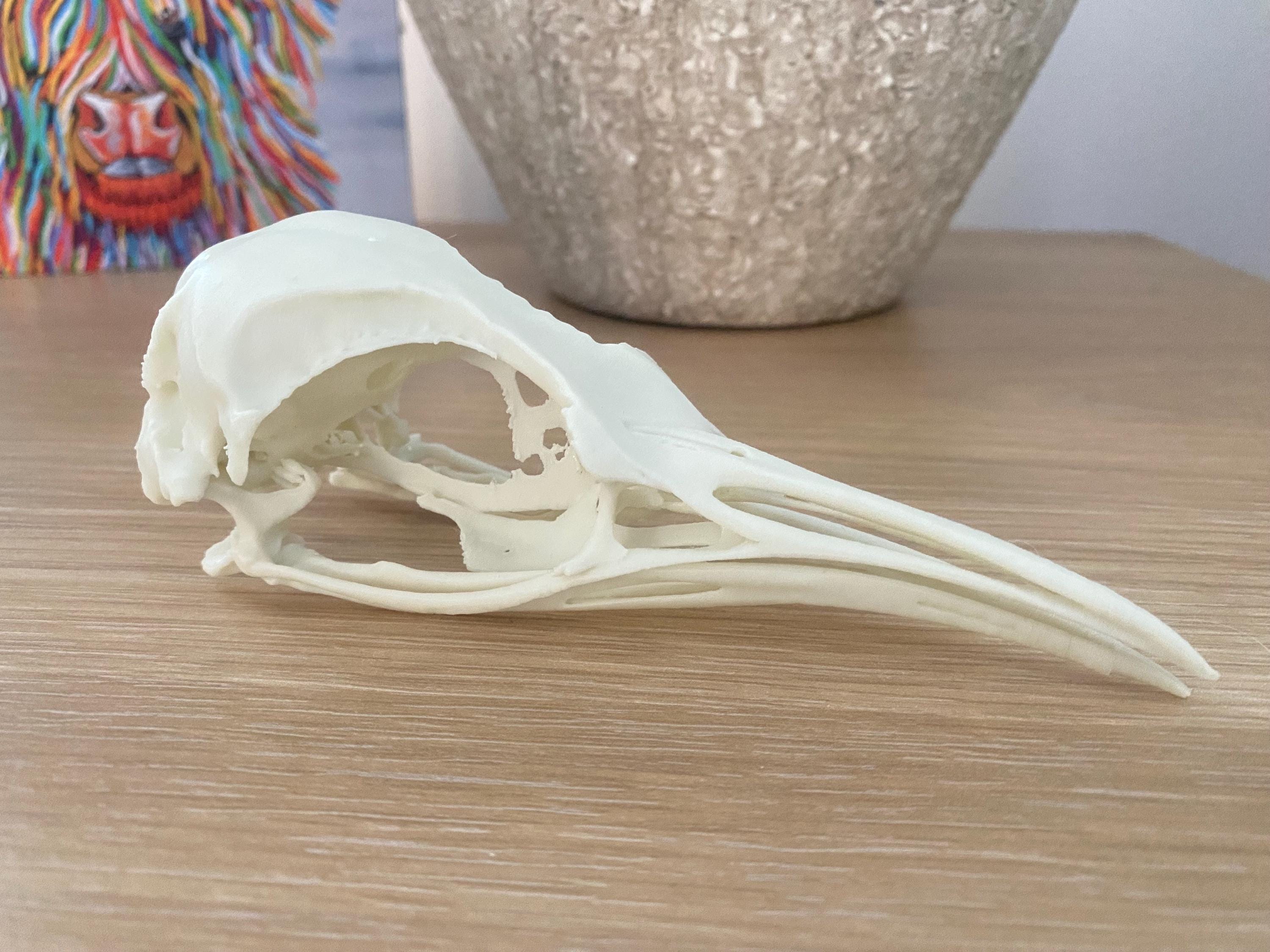 Penguin Skull - Etsy UK