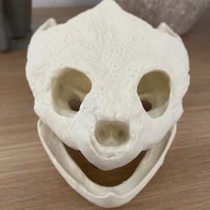 Replica Snapping Turtle Skull Animal Bones Taxidermy Skulls Specimen