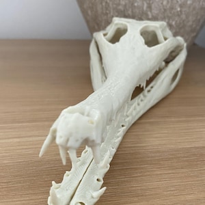 Peut inclure: Réplique de crâne d'alligator blanc cassé. Le crâne présente des dents pointues et une structure osseuse complexe, avec la mâchoire et les orbites visibles. Un objet décoratif pour une décoration intérieure originale.