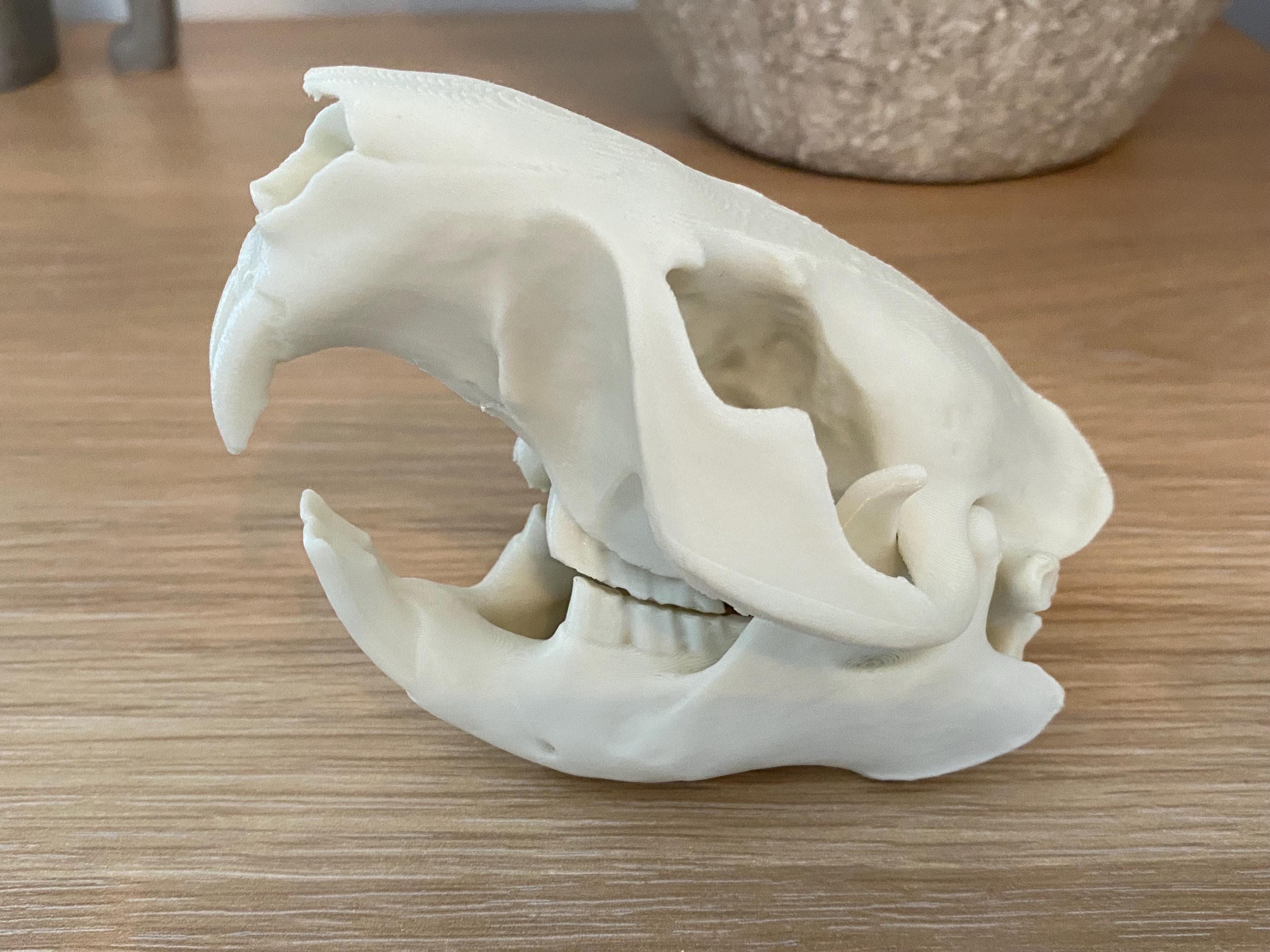 頭骨標本　アメリカビーバー レプリカ 2個 アメリカビーバーの頭蓋骨 動物の骨 剥製 頭蓋骨 標本