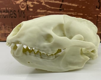 高品質！アメリカアナグマの頭骨 ☆ 即納 ☆高品質 アメリカ アナグマ（badger）の頭骨 - 頭骨