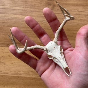 May include: A small, off-white, 3D-printed deer skull replica featuring detailed antlers with textured surfaces. The object displays visible horizontal layer lines characteristic of additive manufacturing, showcasing a pointed snout and hollow eye sockets.