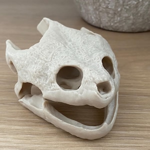 Pode incluir: Réplica esbranquiçada de um crânio de tartaruga, com detalhes como órbitas oculares e superfície texturizada. A mandíbula inferior está aberta. O crânio é exibido em uma superfície de madeira clara, com um objeto desfocado ao fundo.