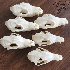 Exquisite Real Fox Skull Bone Specimen - Cleaned and Bleached - Unique Natural Curiosity for Display or Artistic Creations - Wildlife Decor