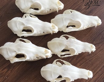 Exquisite Real Fox Skull Bone Specimen - Cleaned and Bleached - Unique Natural Curiosity for Display or Artistic Creations - Wildlife Decor