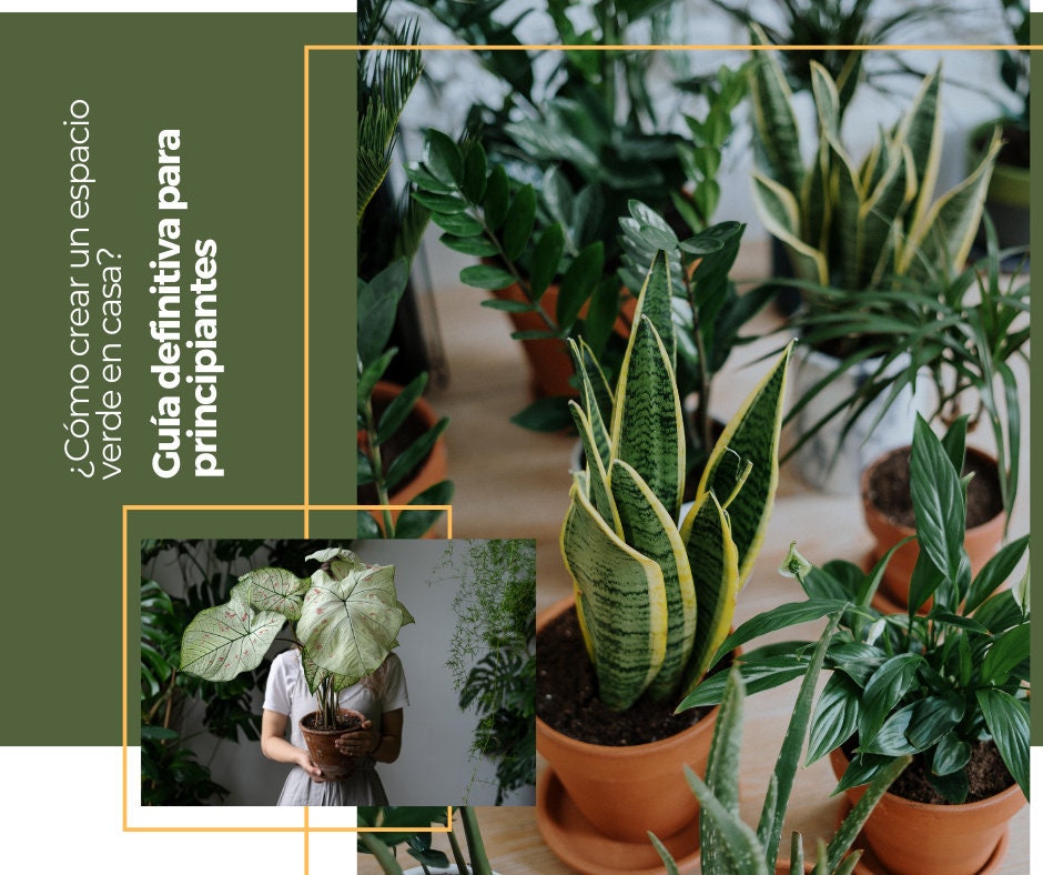 How to create a green space at home? Ultimate Guide for Beginners