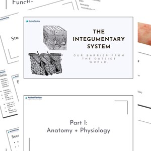 May include: A diagram of the integumentary system, the body's largest organ, with the text "THE INTEGUMENTARY SYSTEM OUR BARRIER FROM THE OUTSIDE WORLD." and "Part 1: Anatomy + Physiology".