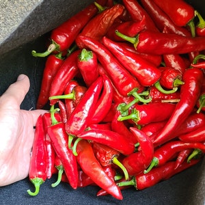 Organically Grown Hungarian Magyar Paprika Pepper Seeds - 60+ Seeds
