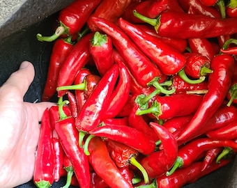 Organically Grown Hungarian Magyar Paprika Pepper Seeds - 60+ Seeds